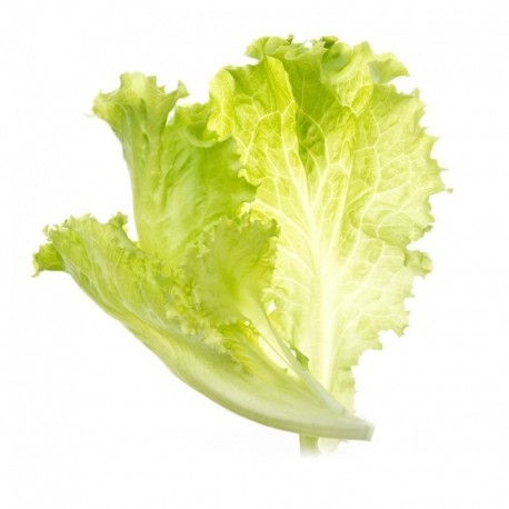 Tregren Sementes - Alface - 6430058281122