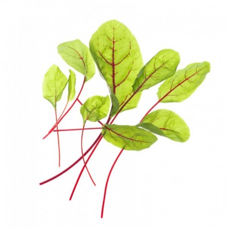 Tregren Sementes - Azeda - 6430058280989