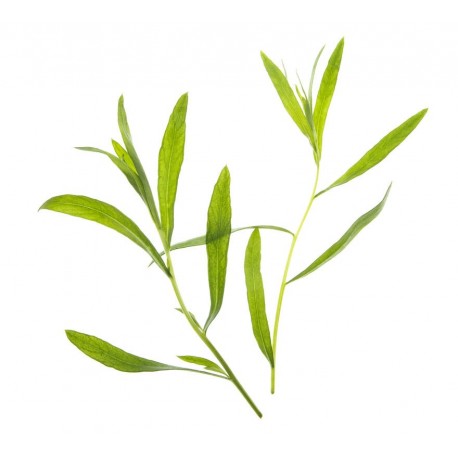 Tregren Sementes - Estragão - 6430058281092