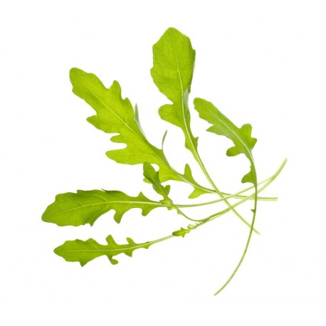 Tregren Sementes - Rúcula - 6430058281108