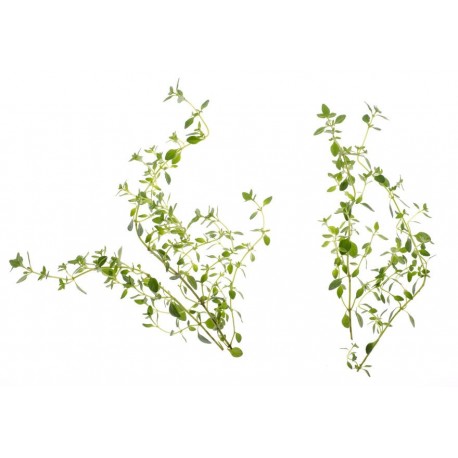 Tregren Sementes - Tomilho - 6430058281009