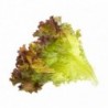 Tregren Sementes 4x - Lettuce mix - 6430058280880