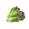 Tregren Sementes 4x - Lettuce mix - 6430058280880