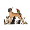 Animais de Estimação